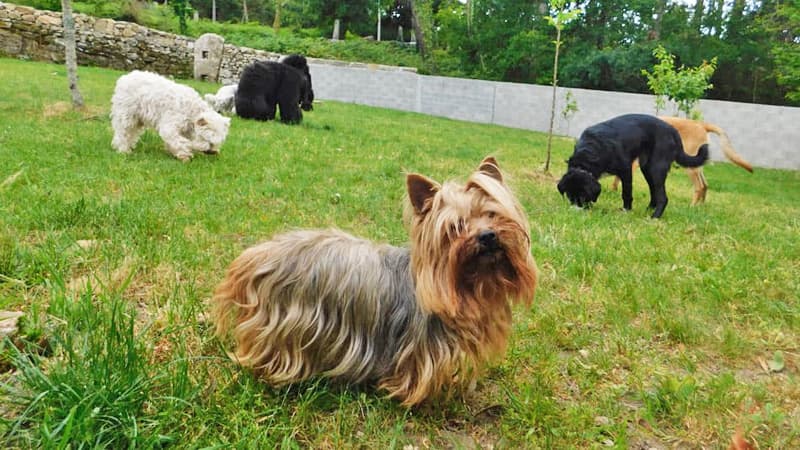  ¿Cómo funciona nuestra residencia canina en Gondomar?