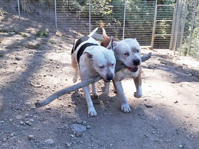 Contacte con Ollo ó Can, residencia canina en Gondomar