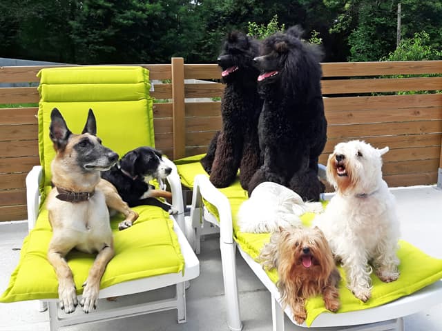 Residencia y adiestramiento canino en Gondomar