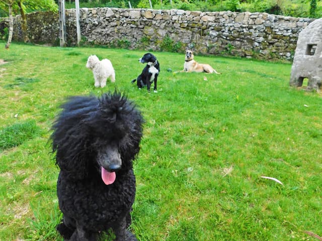 Conozca las tarifas de nuestra residencia canina en Gondomar