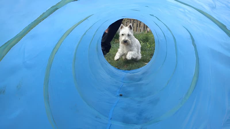 Planes de estancia para su mascota en Ollo ó Can